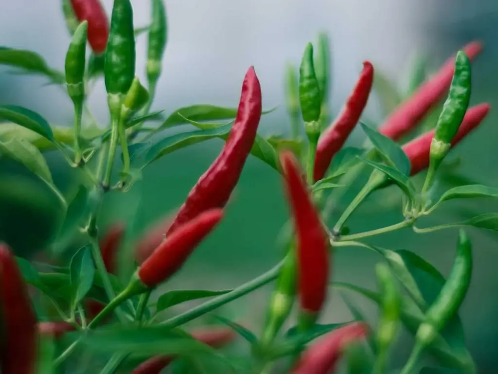 Röda och gröna chilifrukter – capsaicinets ursprung